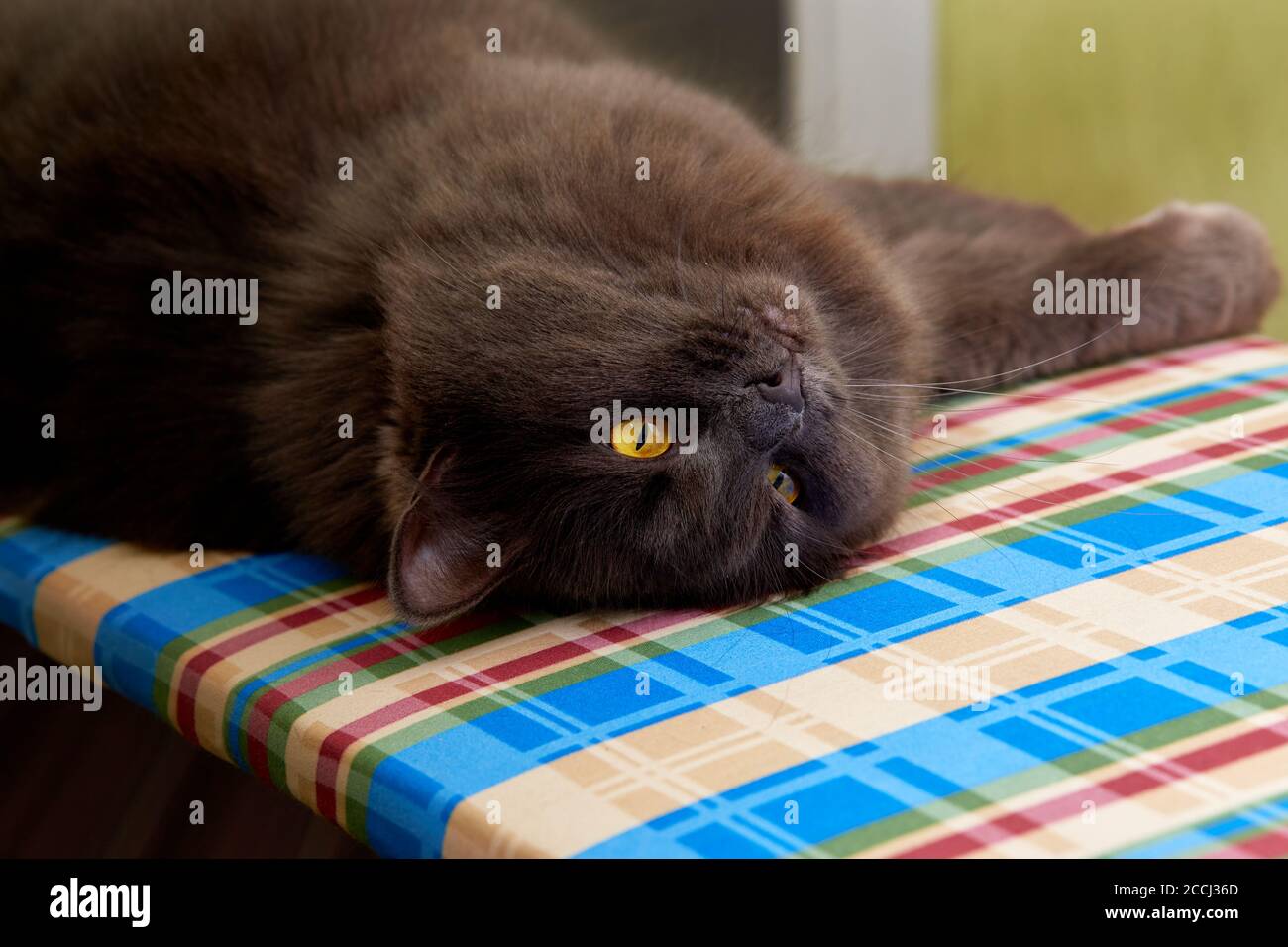 Portrait d'un chat gris à poil long Nebelung Banque D'Images