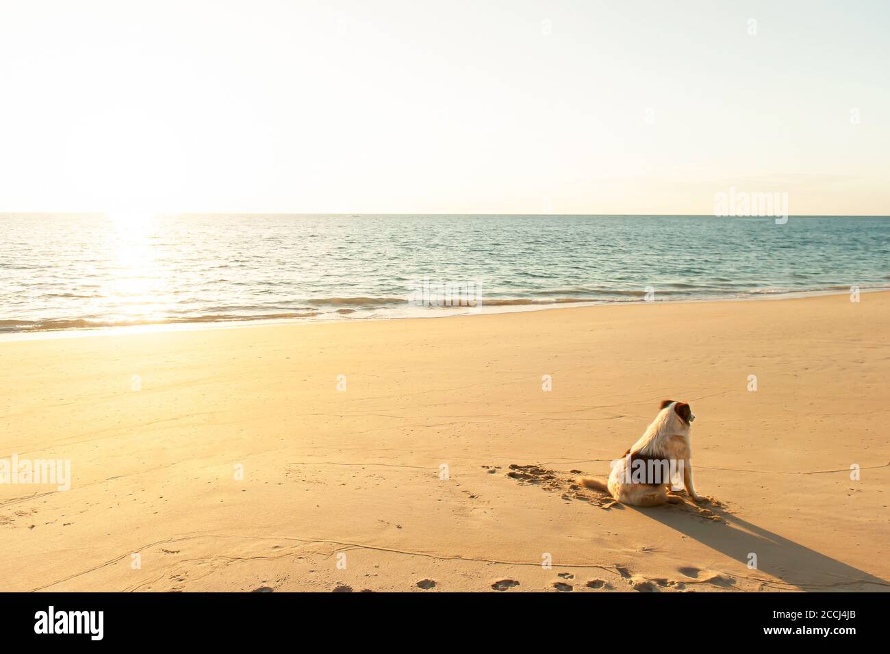 Un heureux chien indigène se bronzer sur une plage au coucher du soleil, vue arrière d'un chien heureux allongé comme bains de soleil sur la plage au coucher du soleil. Banque D'Images