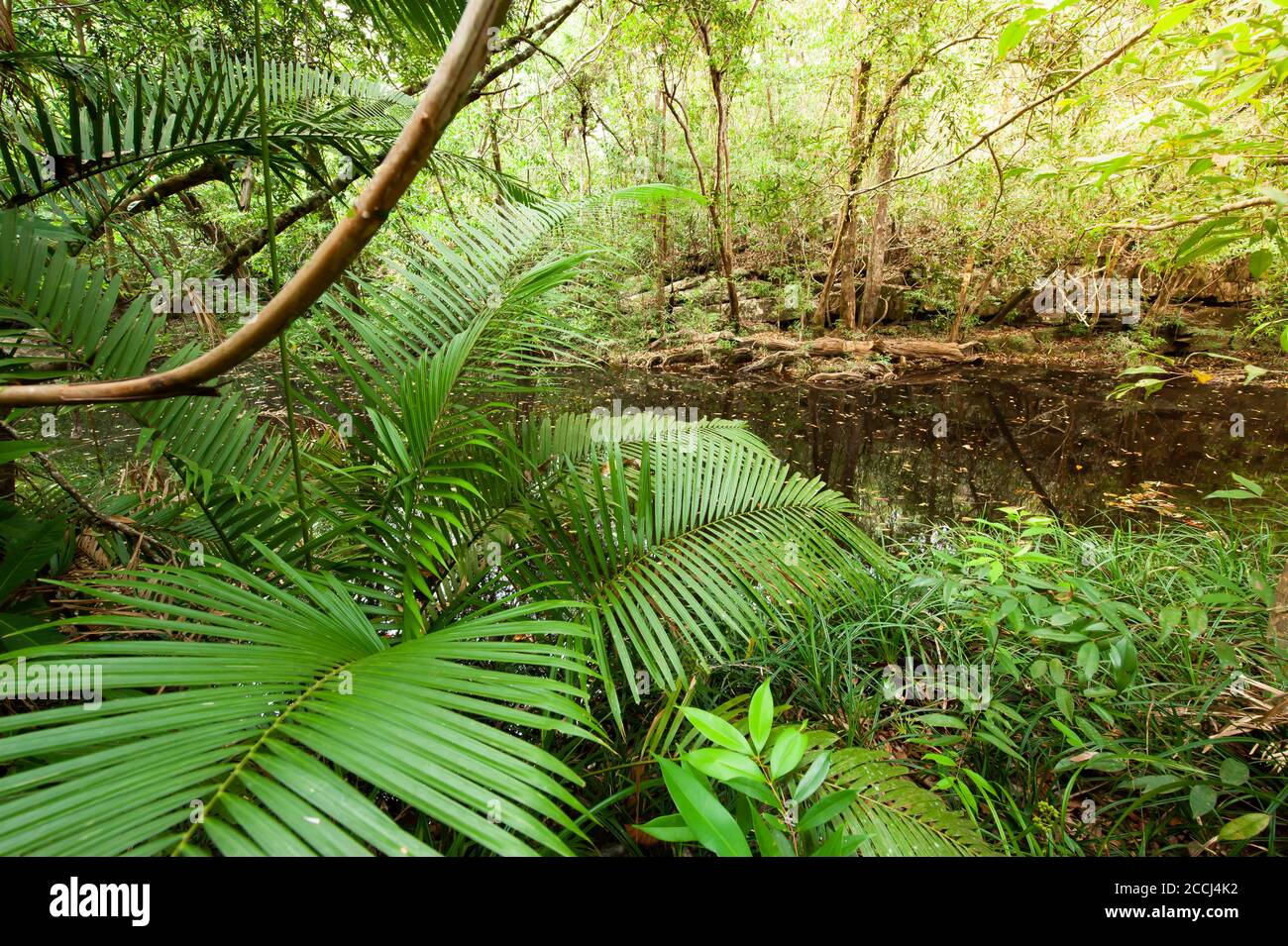Forêt tropicale profonde en début de matinée, rotin luxuriant et plantes tropicales qui poussent le long d'une rivière, une ancienne forêt près de la frontière avec la Thaïlande et le Cambodge. Banque D'Images