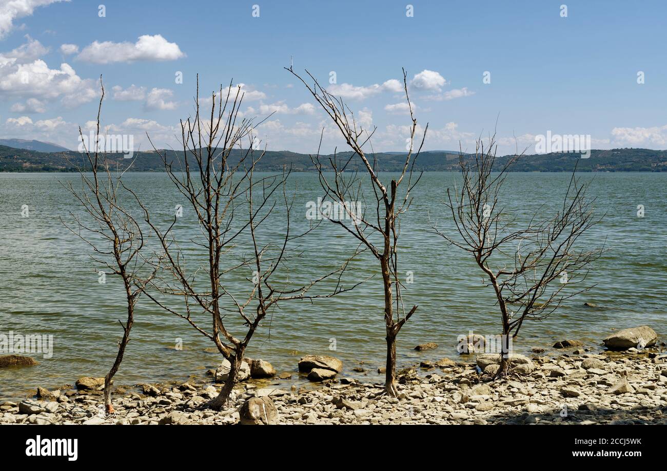 Arbres morts sur la côte du lac Banque D'Images