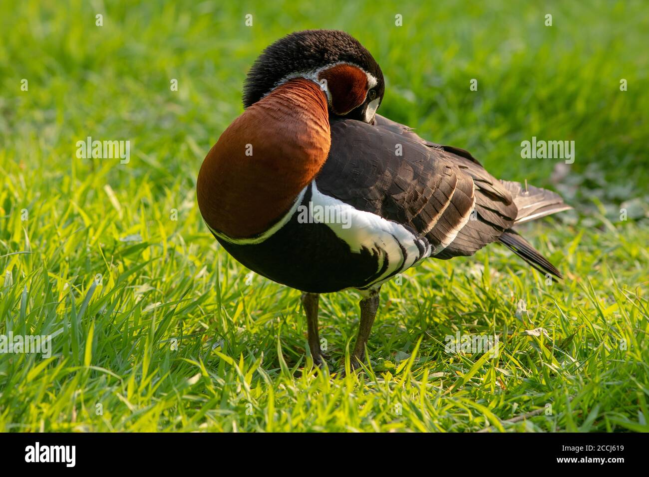Bernache à poitrine rouge (Branta ruficollis). Posture du corps tout en prêtant le plumage scapulaire, en s'équilibrant avec les deux pieds sur la surface du sol de l'herbe. Tôt Banque D'Images