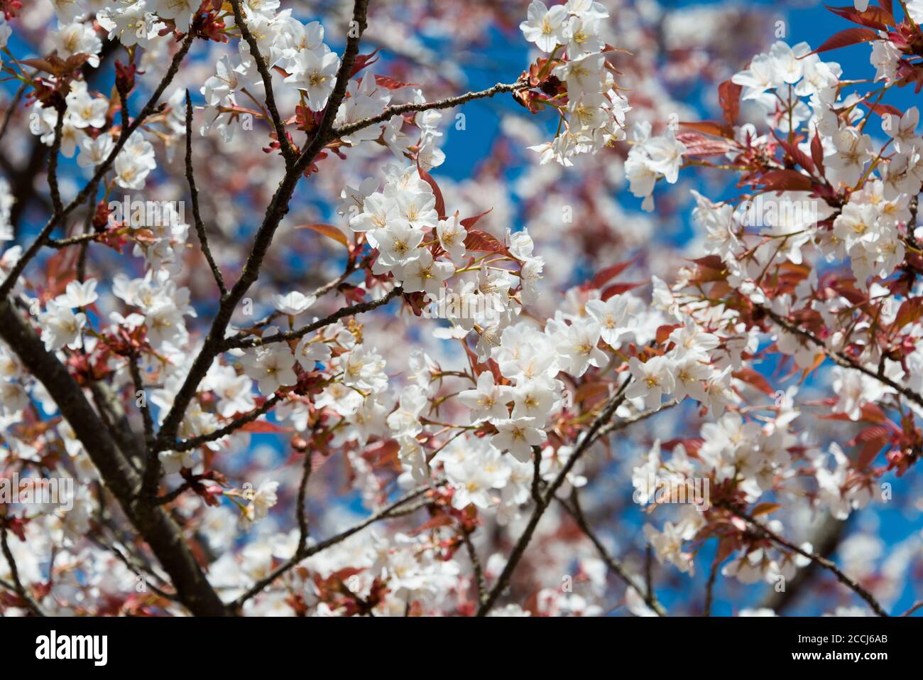 Cerisiers en fleurs sur la plate-forme d'observation de Tkagiyama, dans la région d'Okusenbon, au mont Yoshino, Nara, au Japon. Le Mont Yoshino fait partie du site du patrimoine mondial de l'UNESCO. Banque D'Images