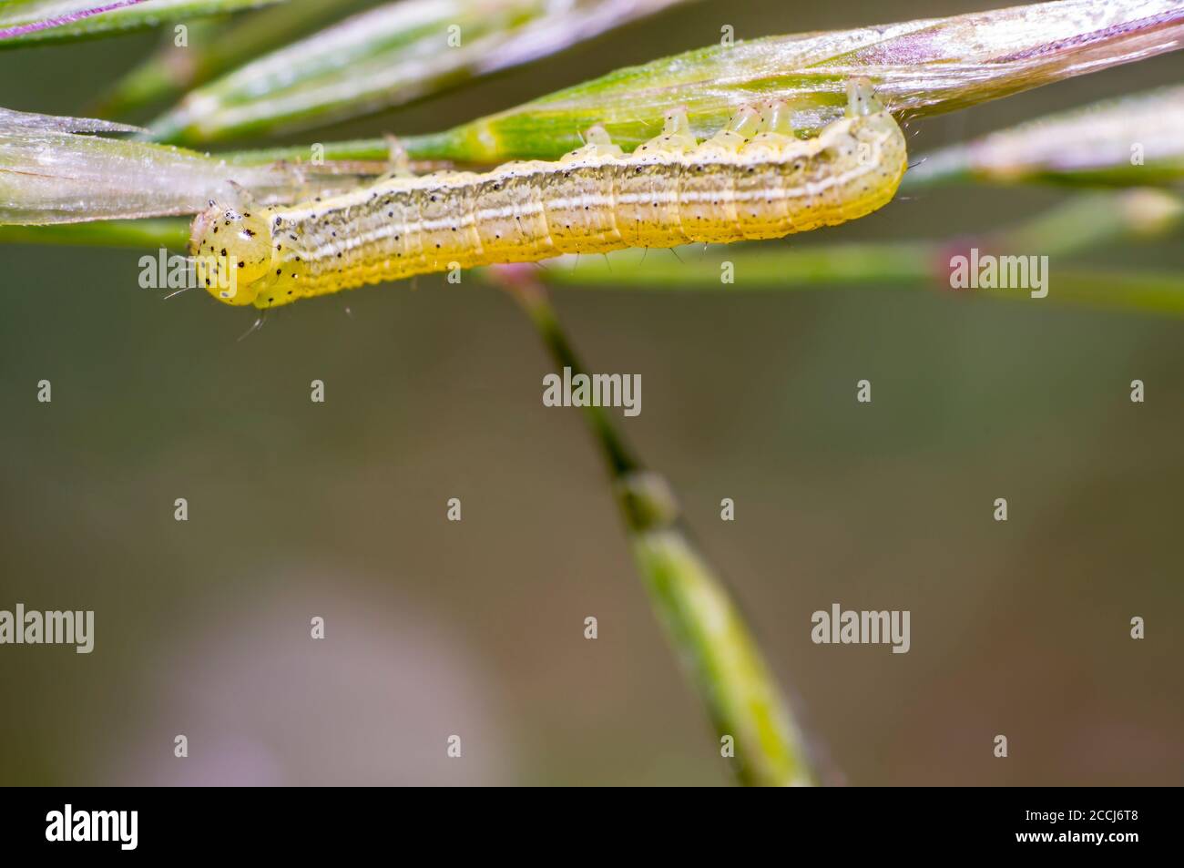 petite chenille dans le jardin vert de la saison de la nature Banque D'Images