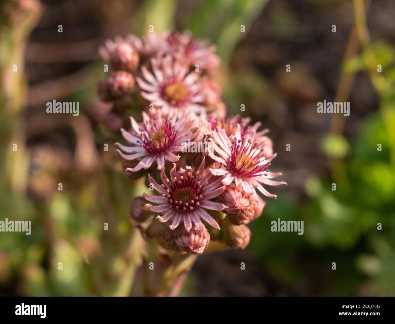 Plante grasse avec fleurs au lever du soleil Banque D'Images