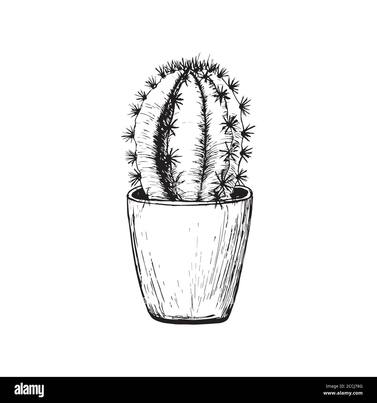 Cactus maison dans un pot. Illustration vectorielle. Dessiné à la main Illustration de Vecteur
