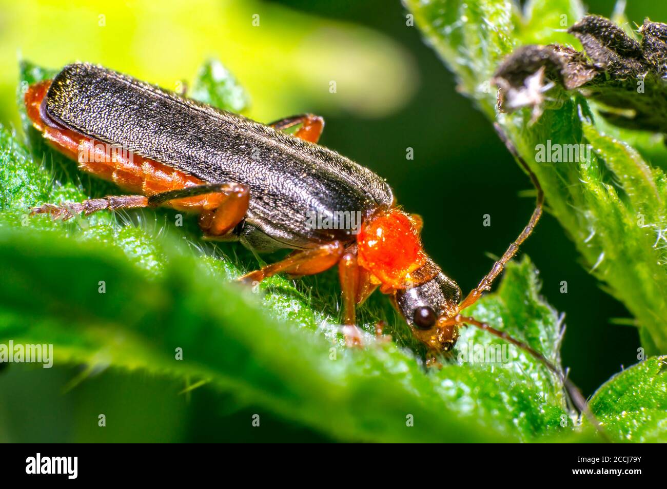 coléoptère doux de soldat noir rouge dans la prairie naturelle de la saison verte Banque D'Images