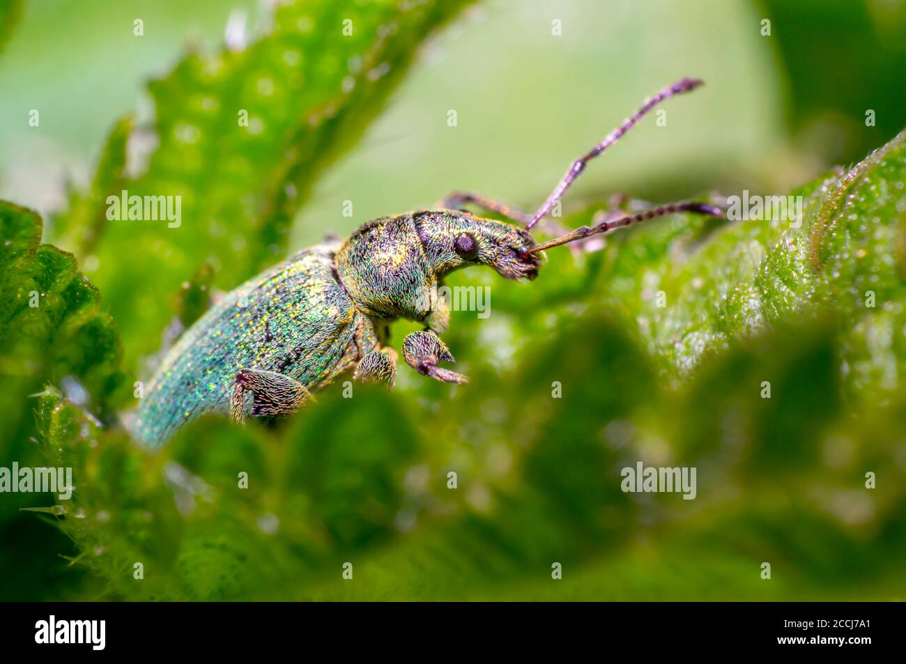 coléoptère doré vert dans la prairie de la saison de la nature Banque D'Images