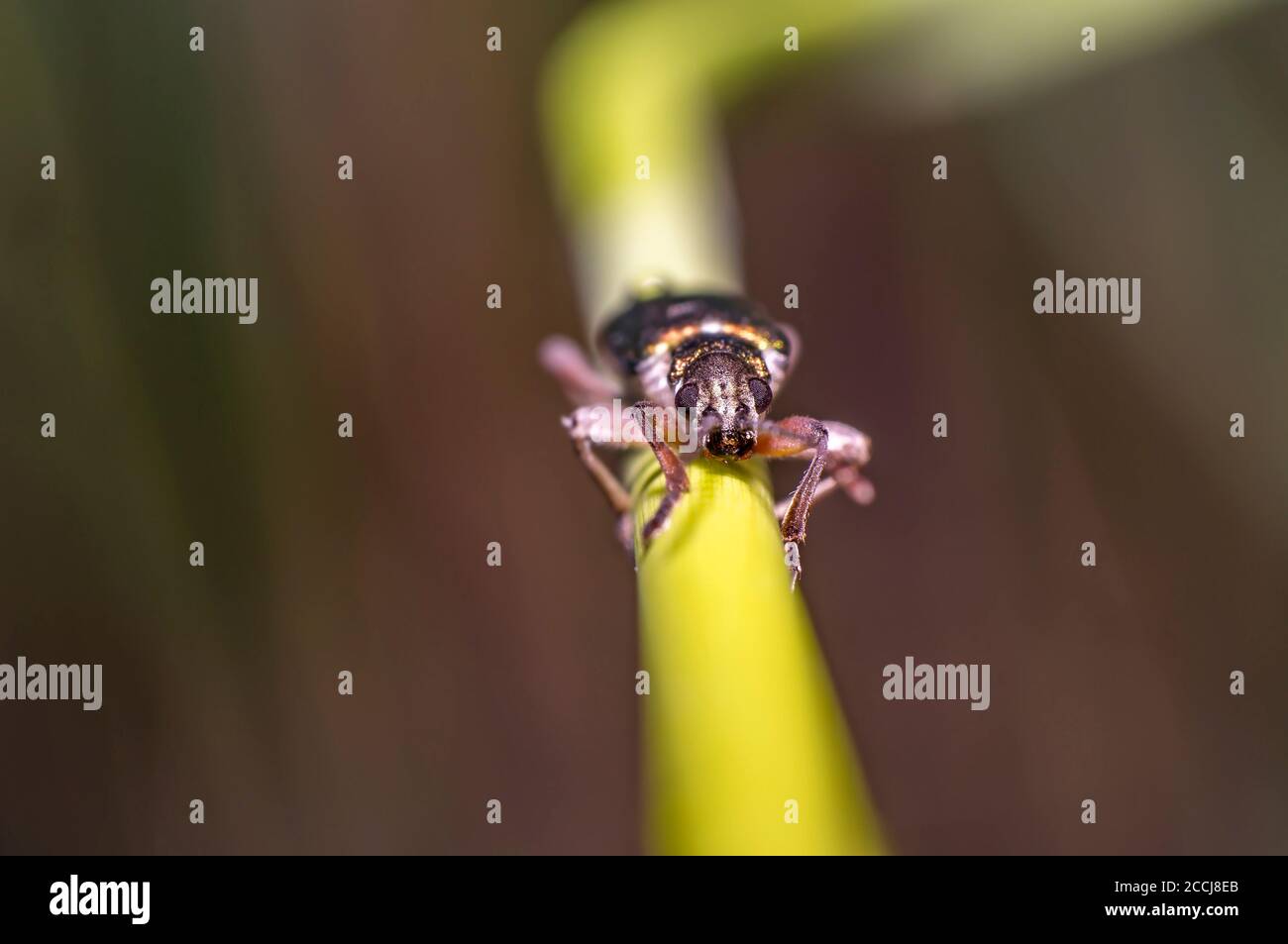 petit coléoptère pailleté irisé sur une lame d'herbe Banque D'Images