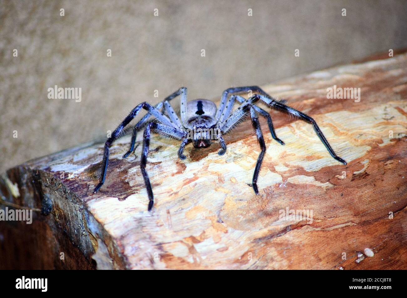 Huntman Spider - Queensland, Australie Banque D'Images