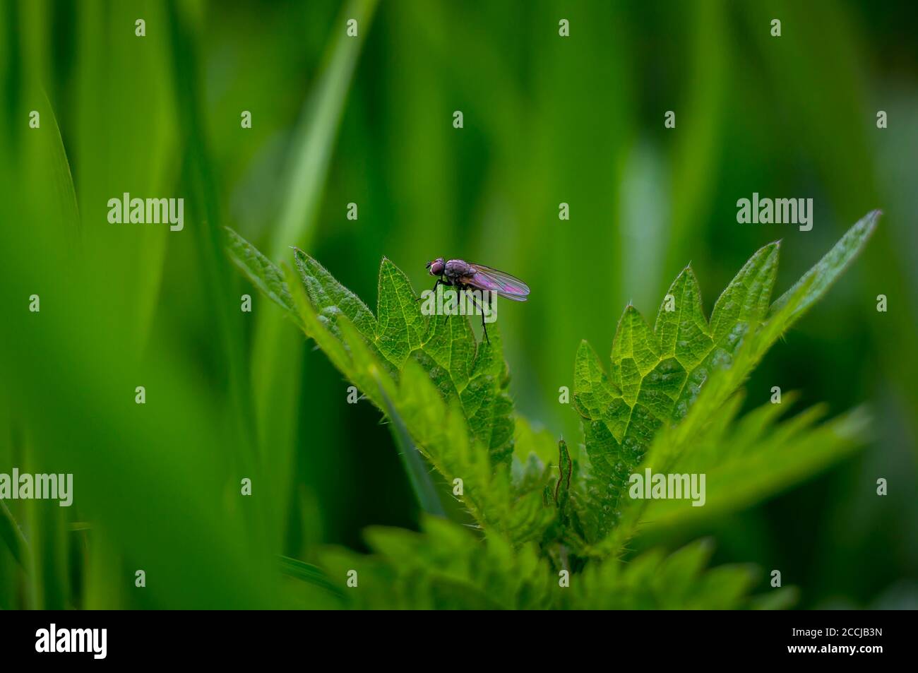Envolez-vous avec le Nettle vert au printemps Banque D'Images