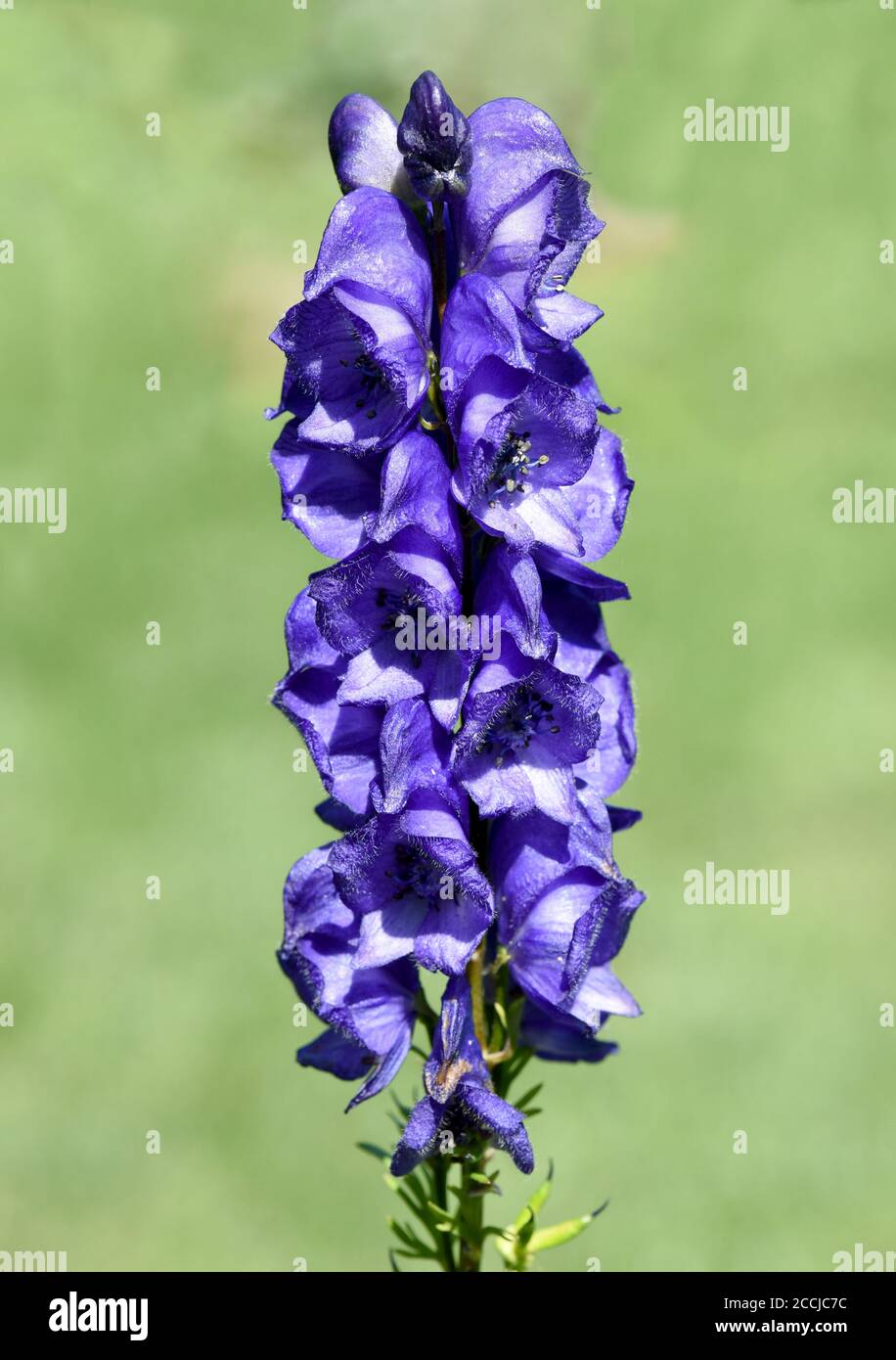 Eisenhut, Aconitium Napellus ist eine Gift- und Heilpflanze mit blauen Bluten. Monkshood, Aconitium napellus est une plante toxique et médicinale avec Banque D'Images