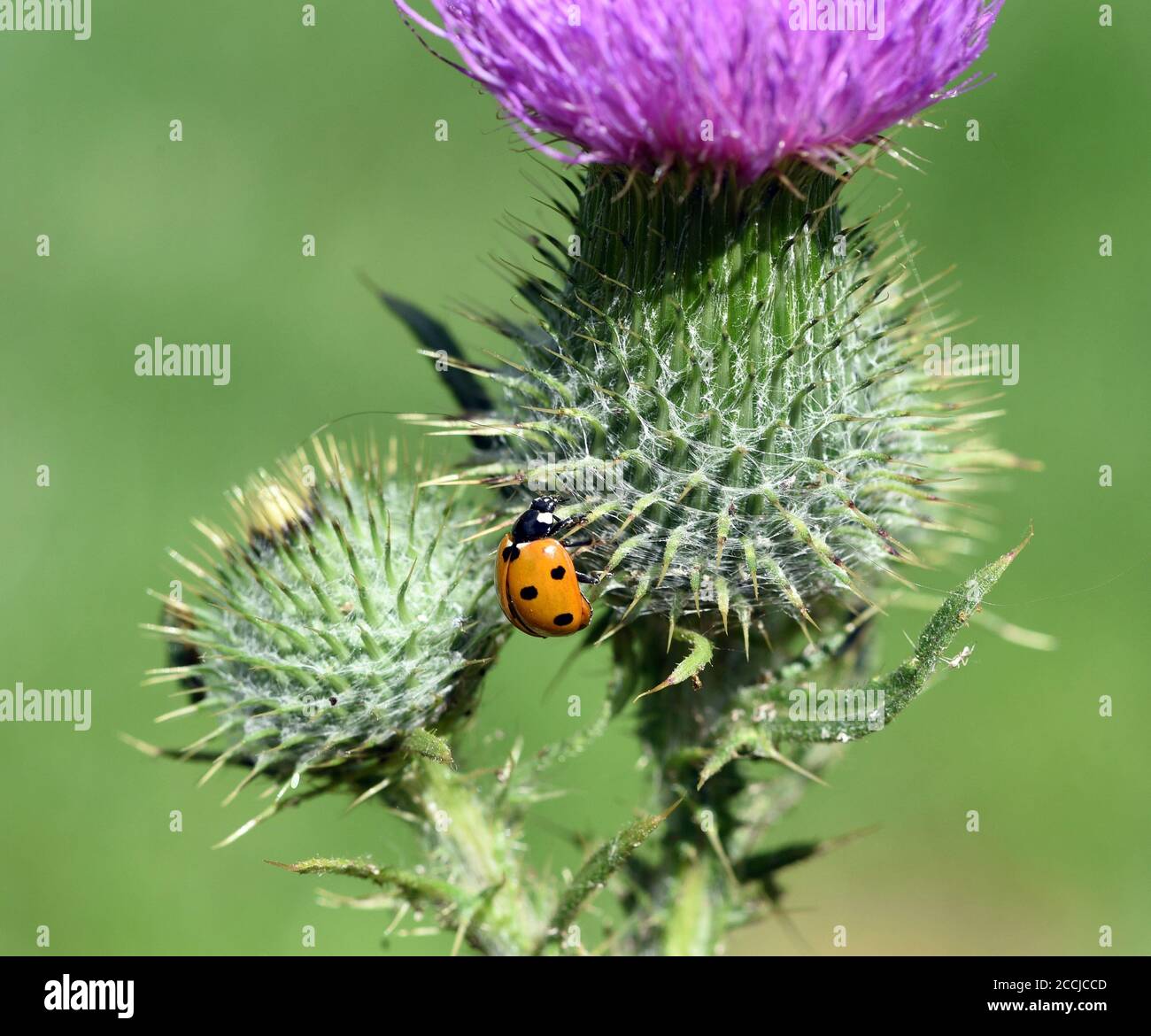 Marienkaefer semptempunctata, Coccinella, ist ein huebscher roter Kaefer mit schwarzen Punkte. Insekt Das ist sehr und viele Blattlae nuetzlich frisst Banque D'Images