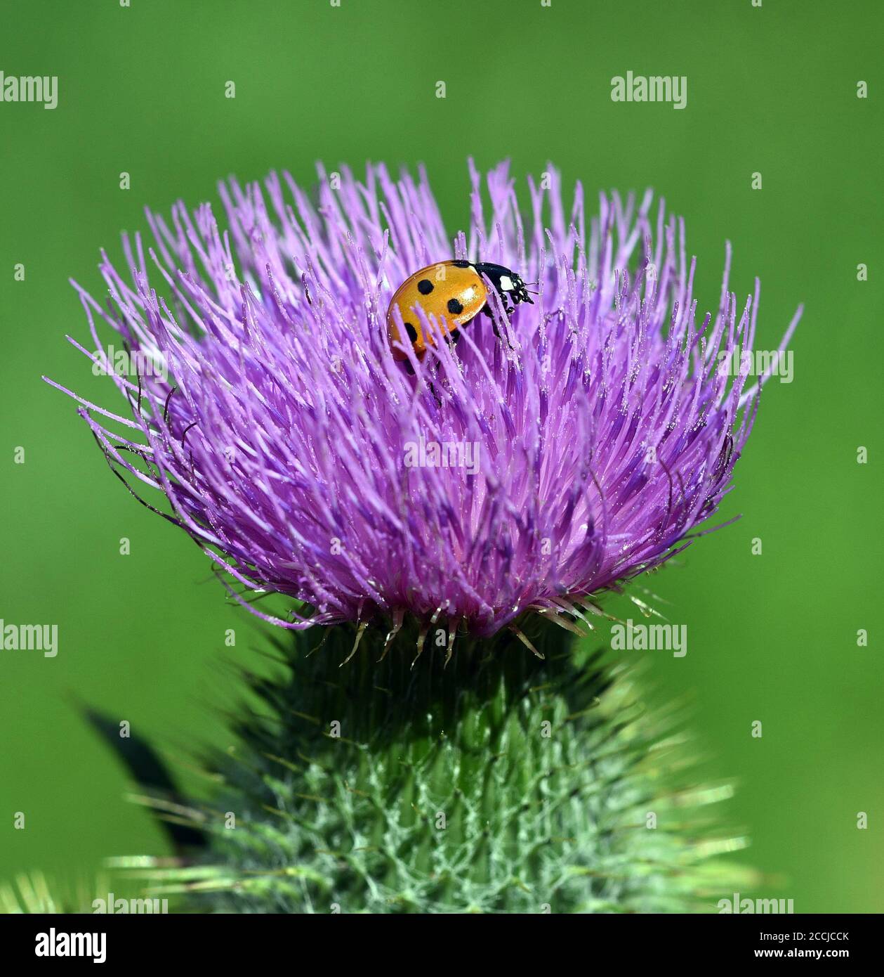 Marienkaefer semptempunctata, Coccinella, ist ein huebscher roter Kaefer mit schwarzen Punkte. Insekt Das ist sehr und viele Blattlae nuetzlich frisst Banque D'Images