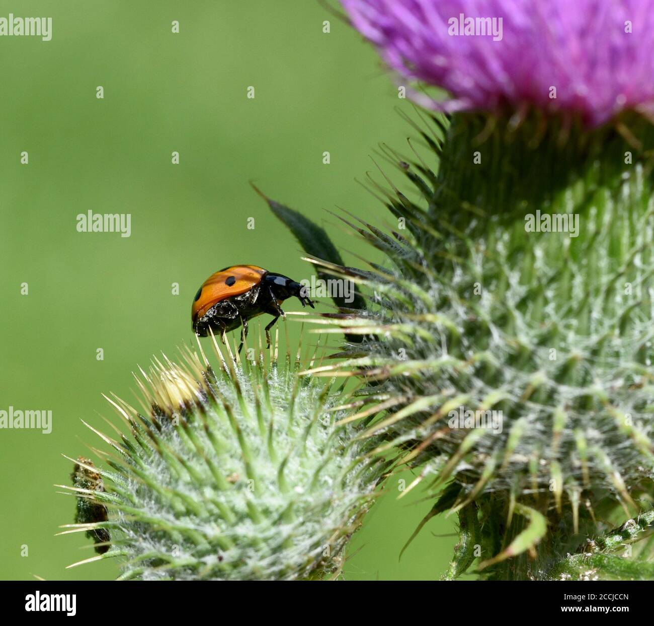 Marienkaefer semptempunctata, Coccinella, ist ein huebscher roter Kaefer mit schwarzen Punkte. Insekt Das ist sehr und viele Blattlae nuetzlich frisst Banque D'Images