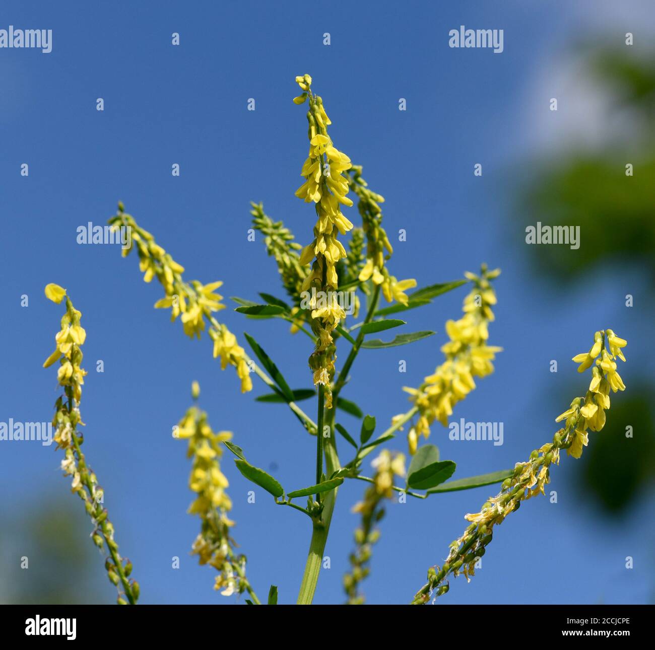Steinklee, Melilotus officinalis, ist eine wichtige Heil- und Medizinalpflanze und mit weissen oder gelben Blueten. Trèfle doux, Melilotus officinal Banque D'Images