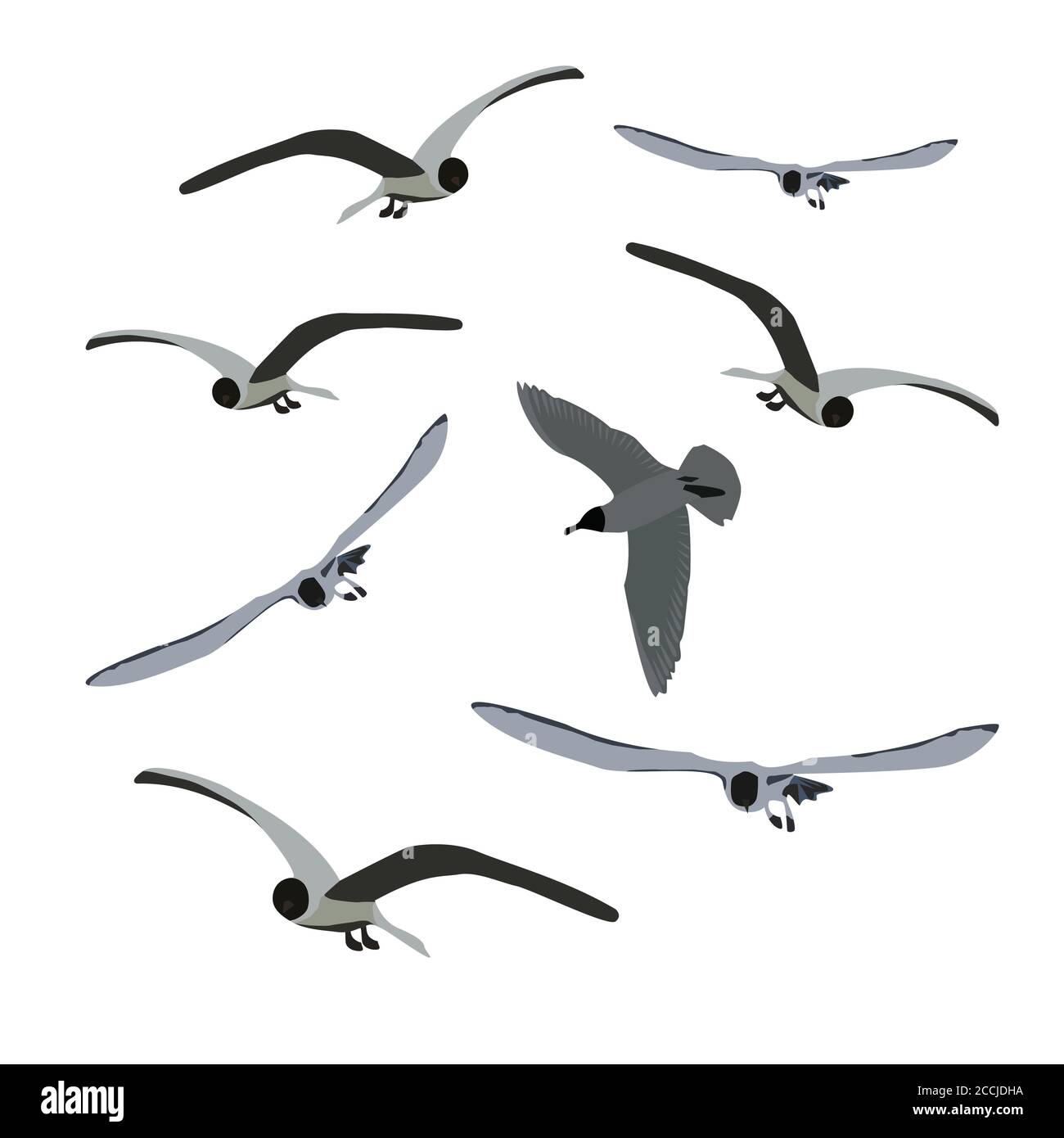 Jeu de mouettes volantes isolées sur blanc. Les oiseaux de sternes dans différentes poses. Couleur grise. Vecteur EPS10. Illustration de Vecteur