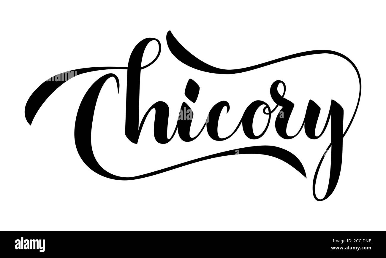 Texte de chicorée écrit à la main vectoriel isolé sur fond blanc. Cuisine herbes et épices saines pour la cuisine. Écriture au crayon à écrire avec des caractères fleuriants. Écriture manuscrite pour la bannière, l'affiche, l'étiquette du produit Illustration de Vecteur