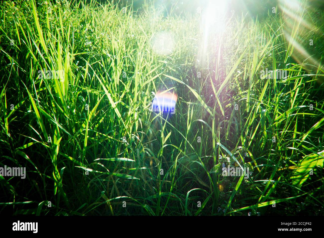 herbe avec lumière du soleil de l'arrière Banque D'Images