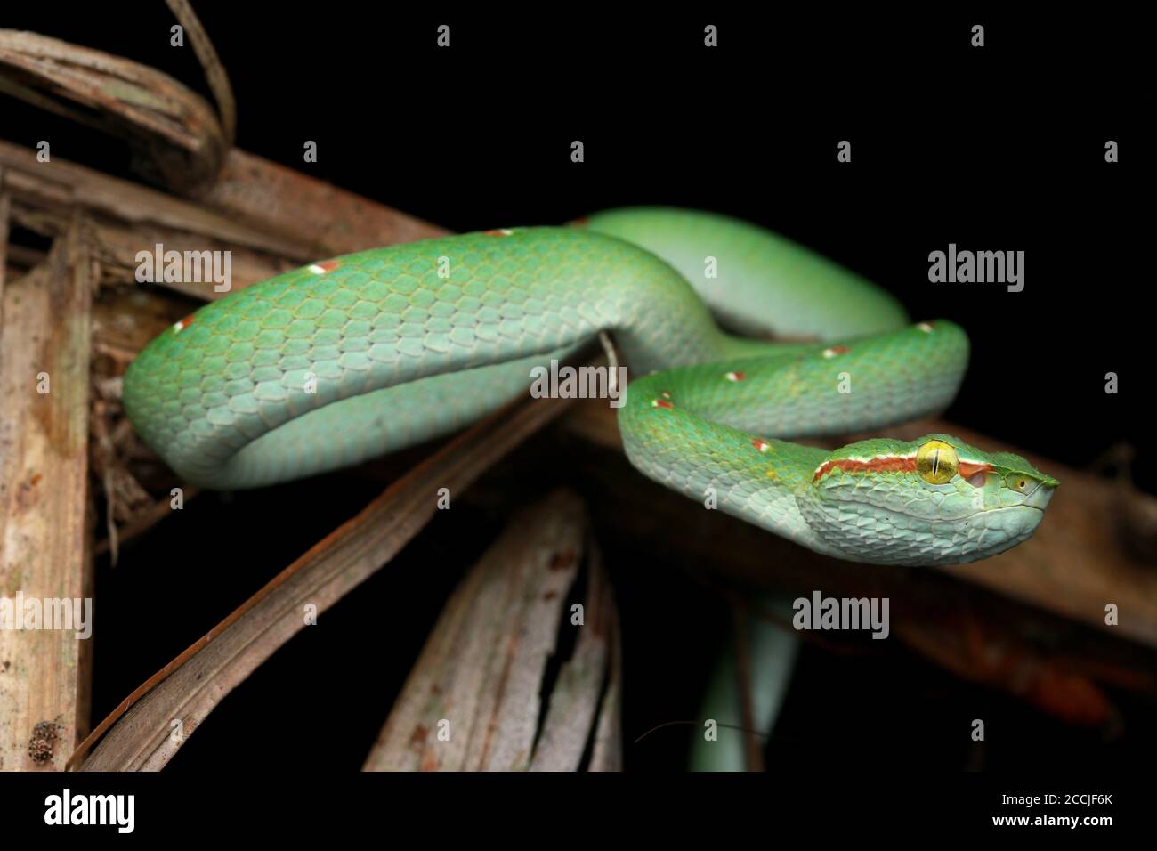 Une belle vipère mâle de Wagler trouvé sur un séché congé de paume Banque D'Images