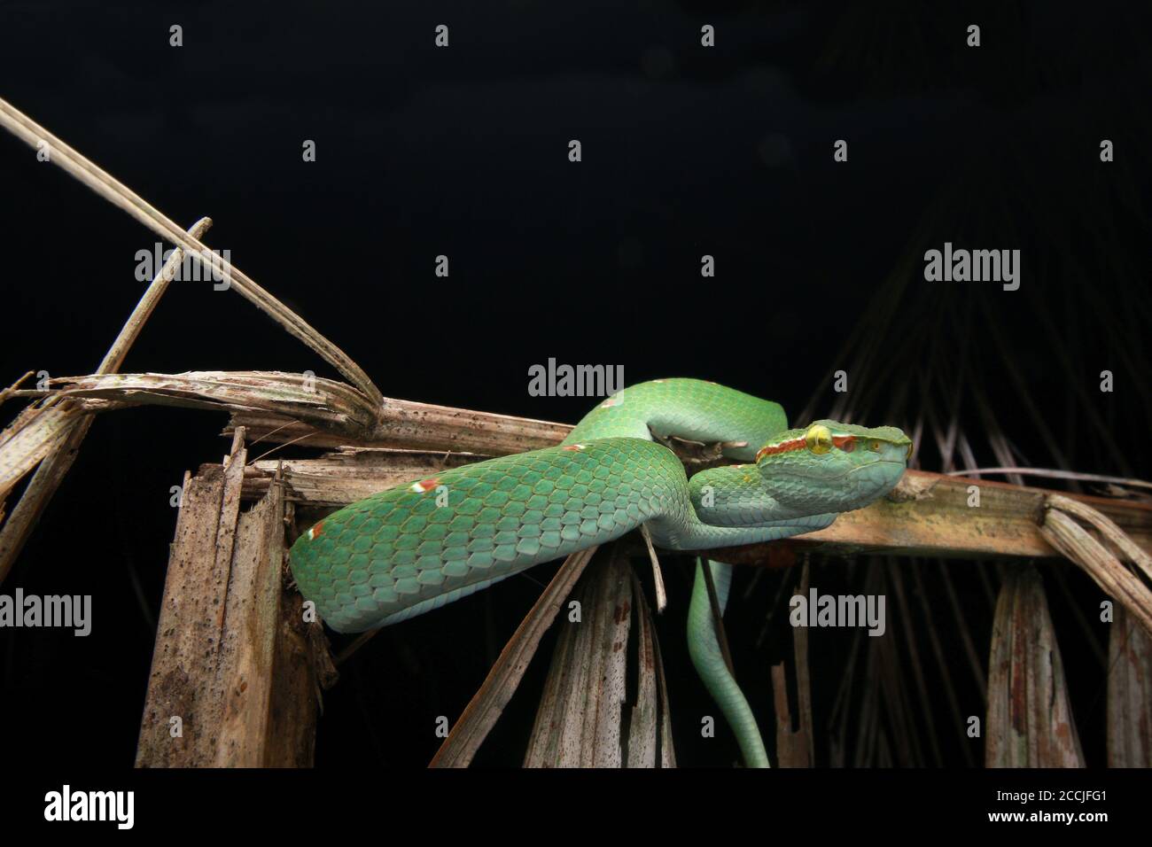 Une belle vipère mâle de Wagler trouvé sur un séché congé de paume Banque D'Images