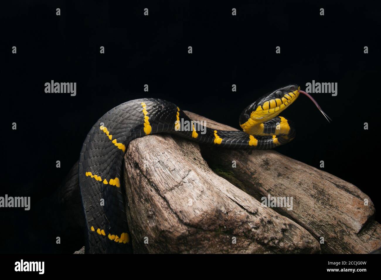 Serpent à chat en anneau doré en rondins, portrait de serpent à chat de mangrove Banque D'Images