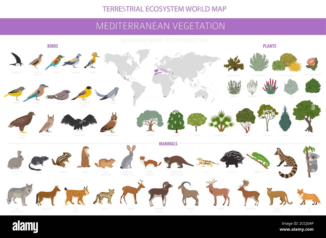 Biome de la végétation méditerranéenne, infographie sur la région naturelle. Carte du monde de l'écosystème terrestre. Ensemble animaux, oiseaux et végétation. Illustration vectorielle Illustration de Vecteur