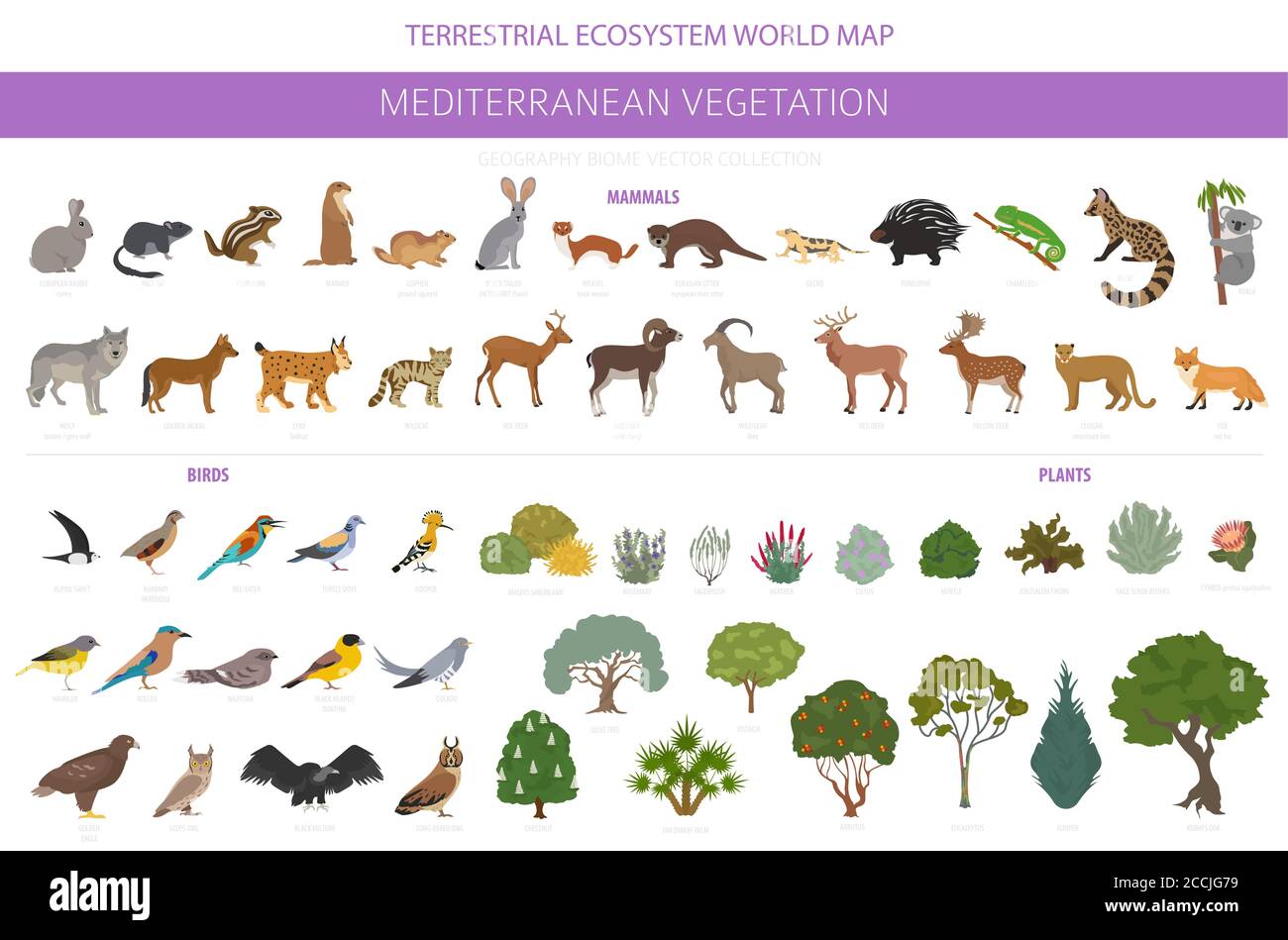 Biome de la végétation méditerranéenne, infographie sur la région naturelle. Carte du monde de l'écosystème terrestre. Ensemble animaux, oiseaux et végétation. Illustration vectorielle Illustration de Vecteur