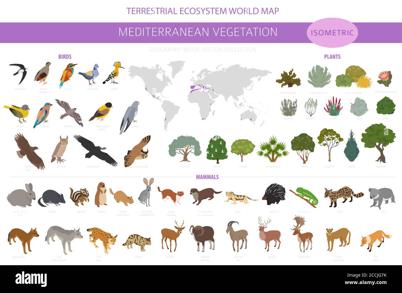 Biome de la végétation méditerranéenne, infographie sur la région naturelle. Carte du monde de l'écosystème terrestre. Animaux, oiseaux et végétations ensemble de conception isométrique. Vect Illustration de Vecteur