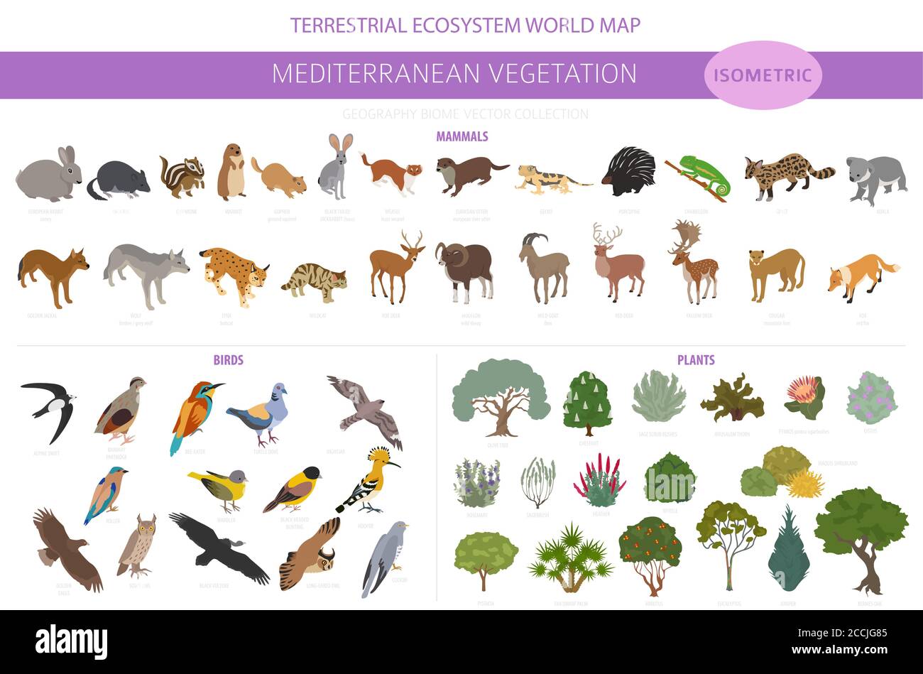 Biome de la végétation méditerranéenne, infographie sur la région naturelle. Carte du monde de l'écosystème terrestre. Animaux, oiseaux et végétations ensemble de conception isométrique. Vect Illustration de Vecteur