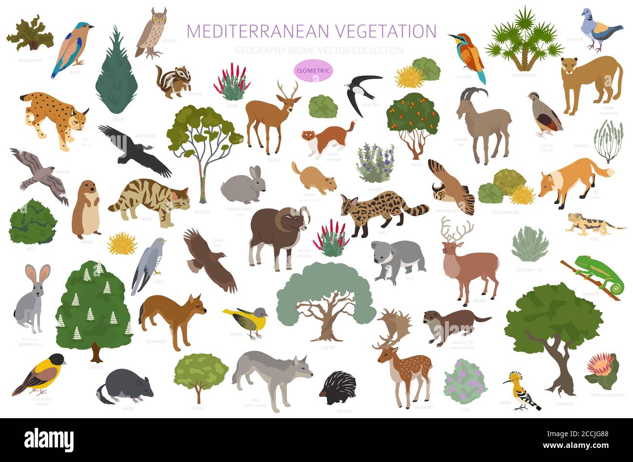 Biome de la végétation méditerranéenne, infographie sur la région naturelle. Carte du monde de l'écosystème terrestre. Animaux, oiseaux et végétations ensemble de conception isométrique. Vect Illustration de Vecteur