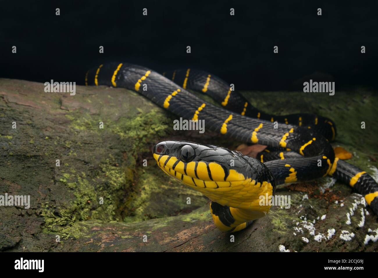 Serpent à chat en anneau doré en rondins, portrait de serpent à chat de mangrove Banque D'Images