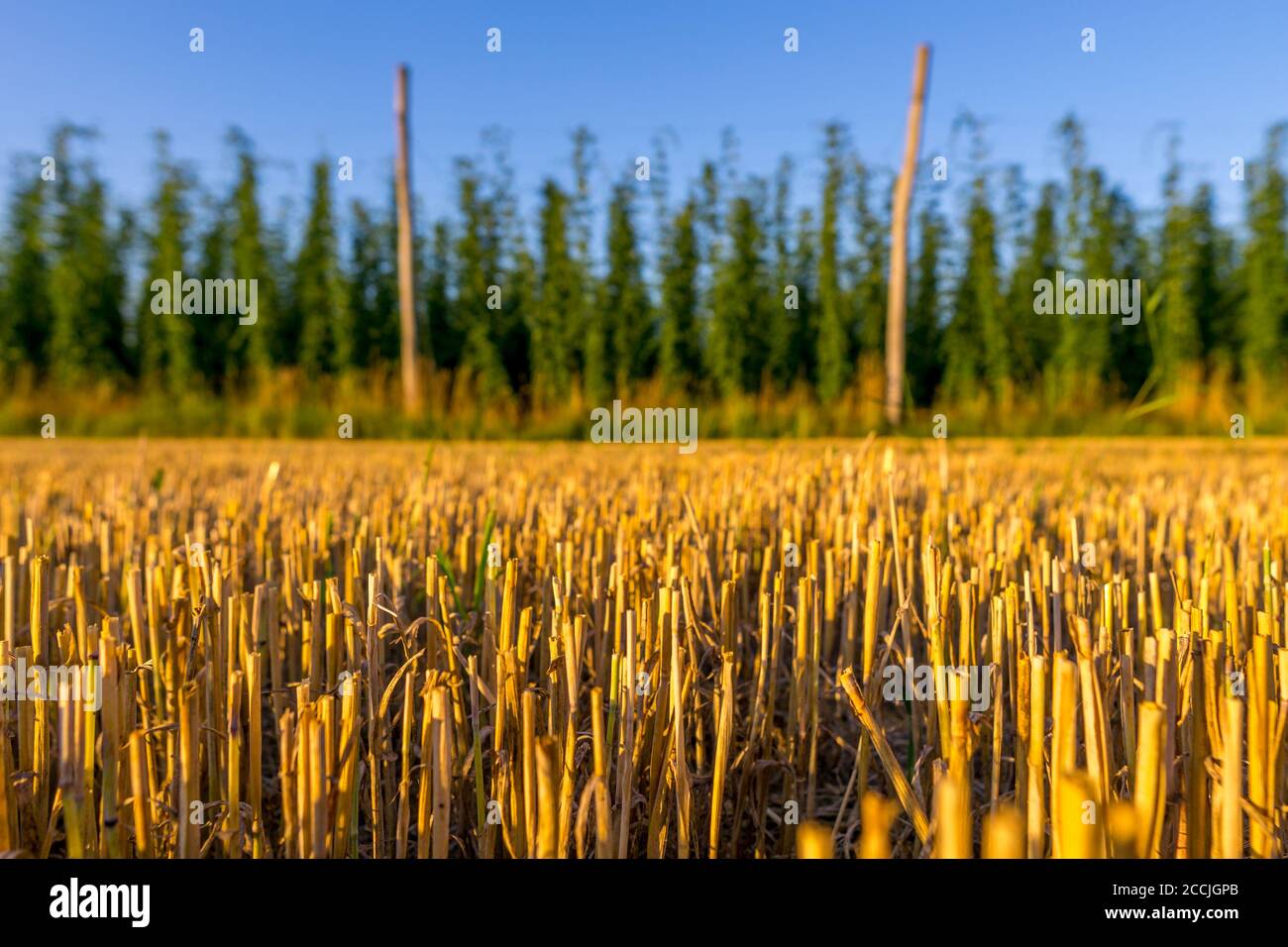 Champ de maïs récolté avec plantation de houblon frais à la grenn en arrière-plan Banque D'Images