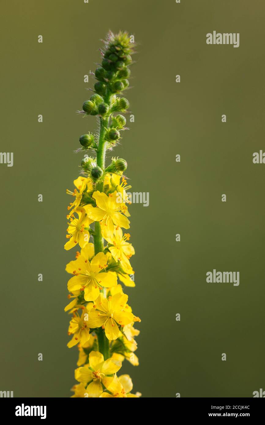 Agrobusiness commun, clochers d'église ou sticklewort, Agrimonia eupatoria fleur en fleur en été Banque D'Images