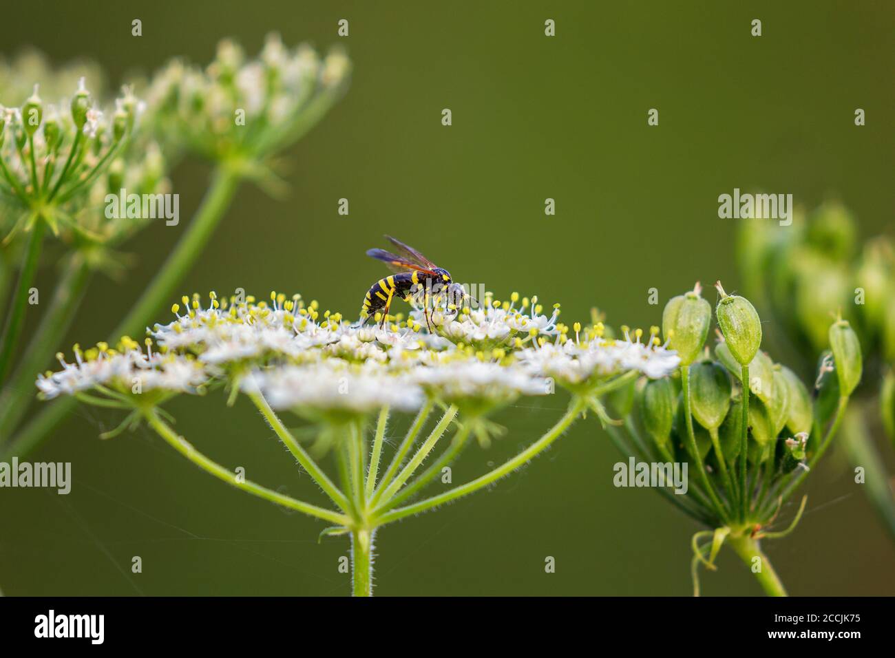 Tenthredo marginella assis sur une fleur blanche en été Banque D'Images