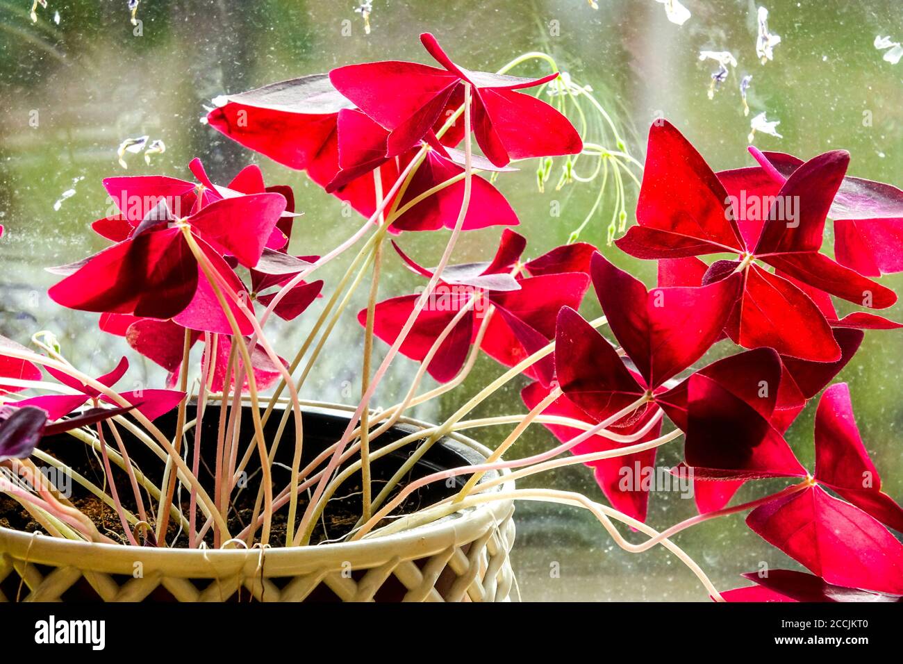 Plante d'intérieur rouge sur le rebord de la fenêtre dans un pot sur la fenêtre poussant dans le pot à l'intérieur de la maison Banque D'Images