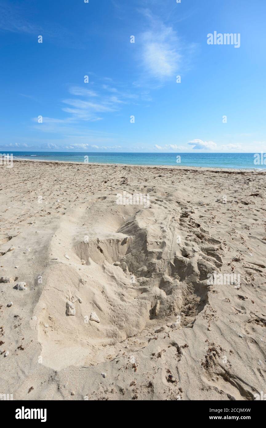 Des tortues excavées et détruites nichent dans la péninsule isolée de Cobourg, Terre d'Arnhem, territoire du Nord, territoire du Nord, territoire du Nord, Australie Banque D'Images