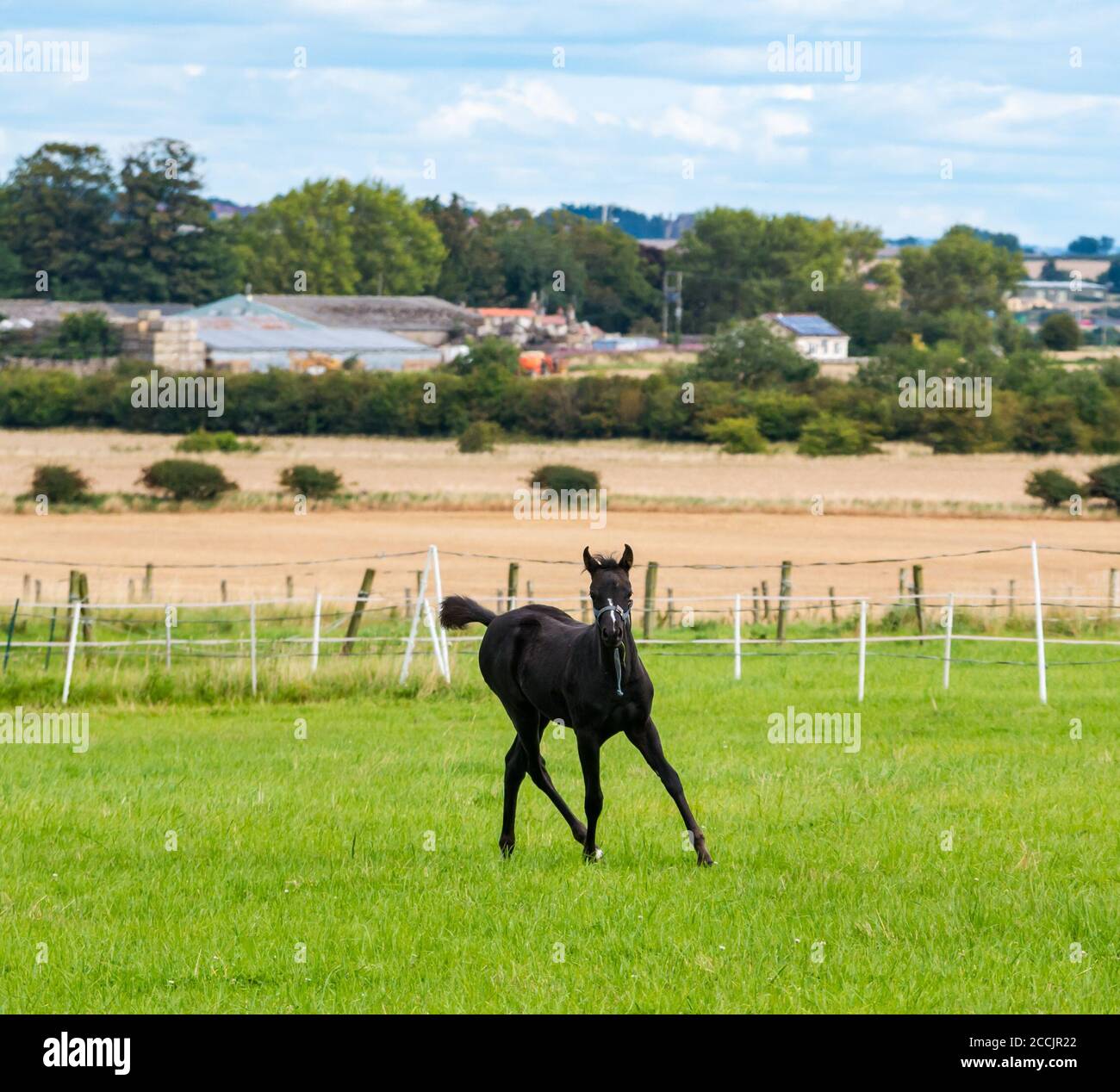 East Lothian, Écosse, Royaume-Uni, 23 août 2020. Météo au Royaume-Uni : paysage agricole ensoleillé. Un foal, vieux de plusieurs mois, frolics dans un enclos Banque D'Images