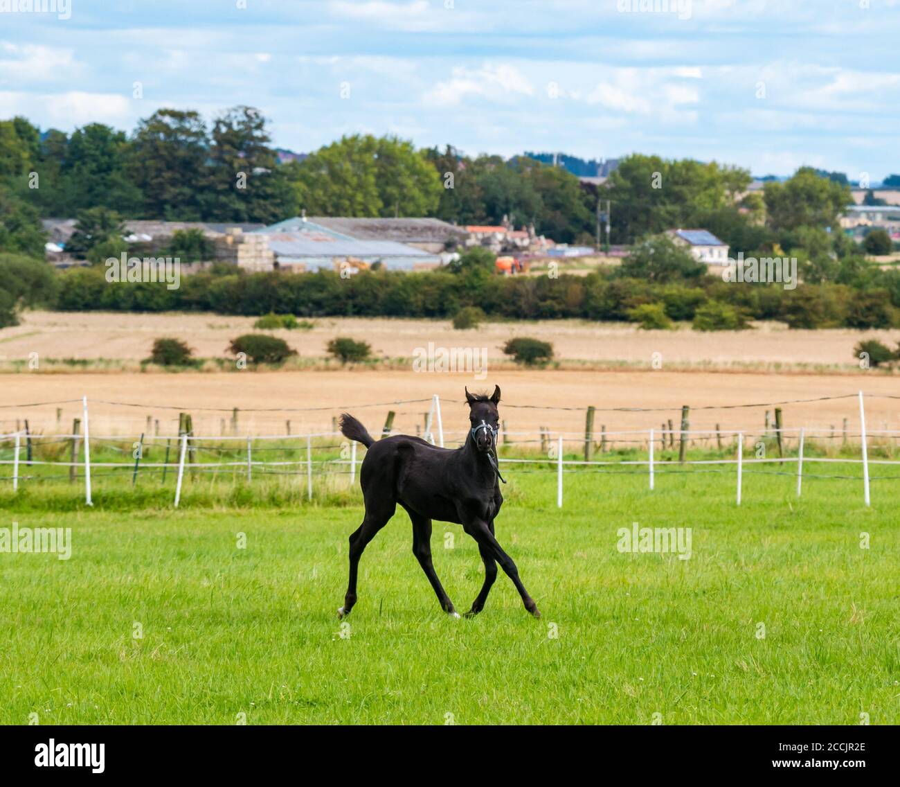 East Lothian, Écosse, Royaume-Uni, 23 août 2020. Météo au Royaume-Uni : paysage agricole ensoleillé. Un foal, vieux de plusieurs mois, frolics dans un enclos Banque D'Images