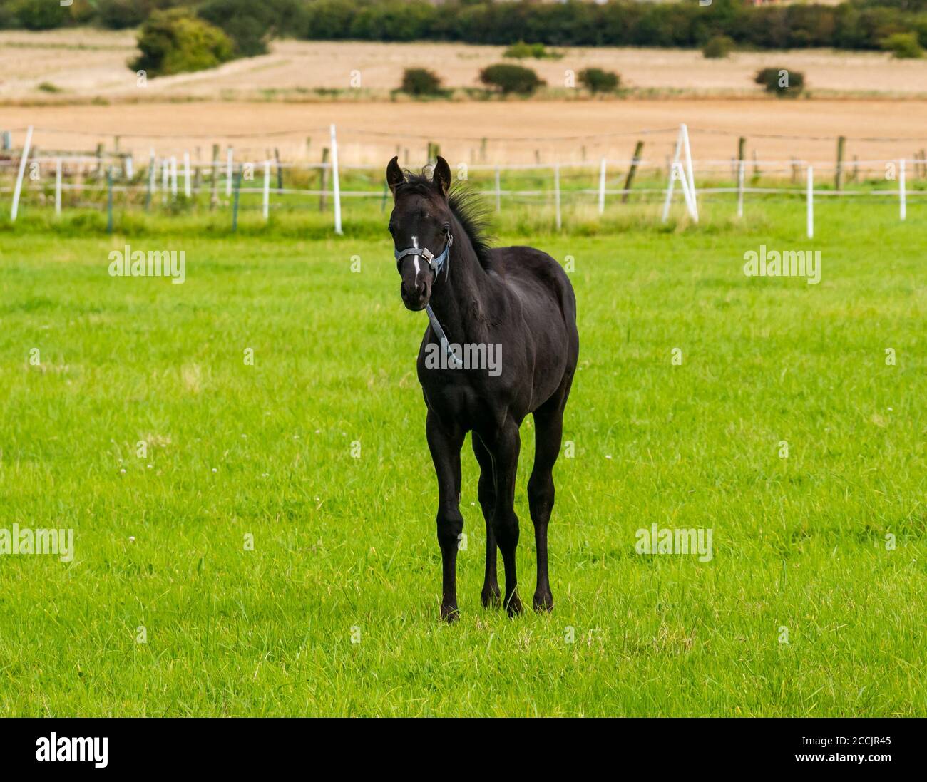 East Lothian, Écosse, Royaume-Uni, 23 août 2020. Météo au Royaume-Uni : paysage agricole ensoleillé. Un foal, vieux de plusieurs mois, dans un enclos à herbe Banque D'Images