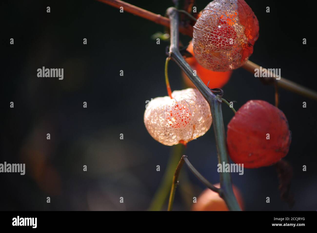 Gros plan de délicates fleurs de physalis, à la lumière du soleil Banque D'Images