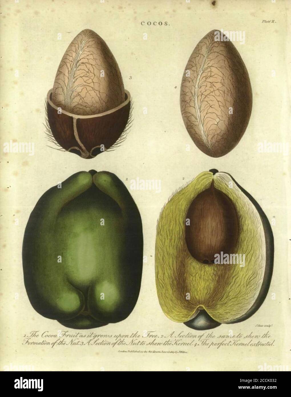 Cocos - Coconut Plant parties détaillées de la noix de coco gravure de copperplate de couleur main de l'Encyclopedia Londinensis or, Dictionnaire universel des arts, des sciences et de la littérature; Volume IV; édité par Wilkes, John. Publié à Londres en 1810 Banque D'Images