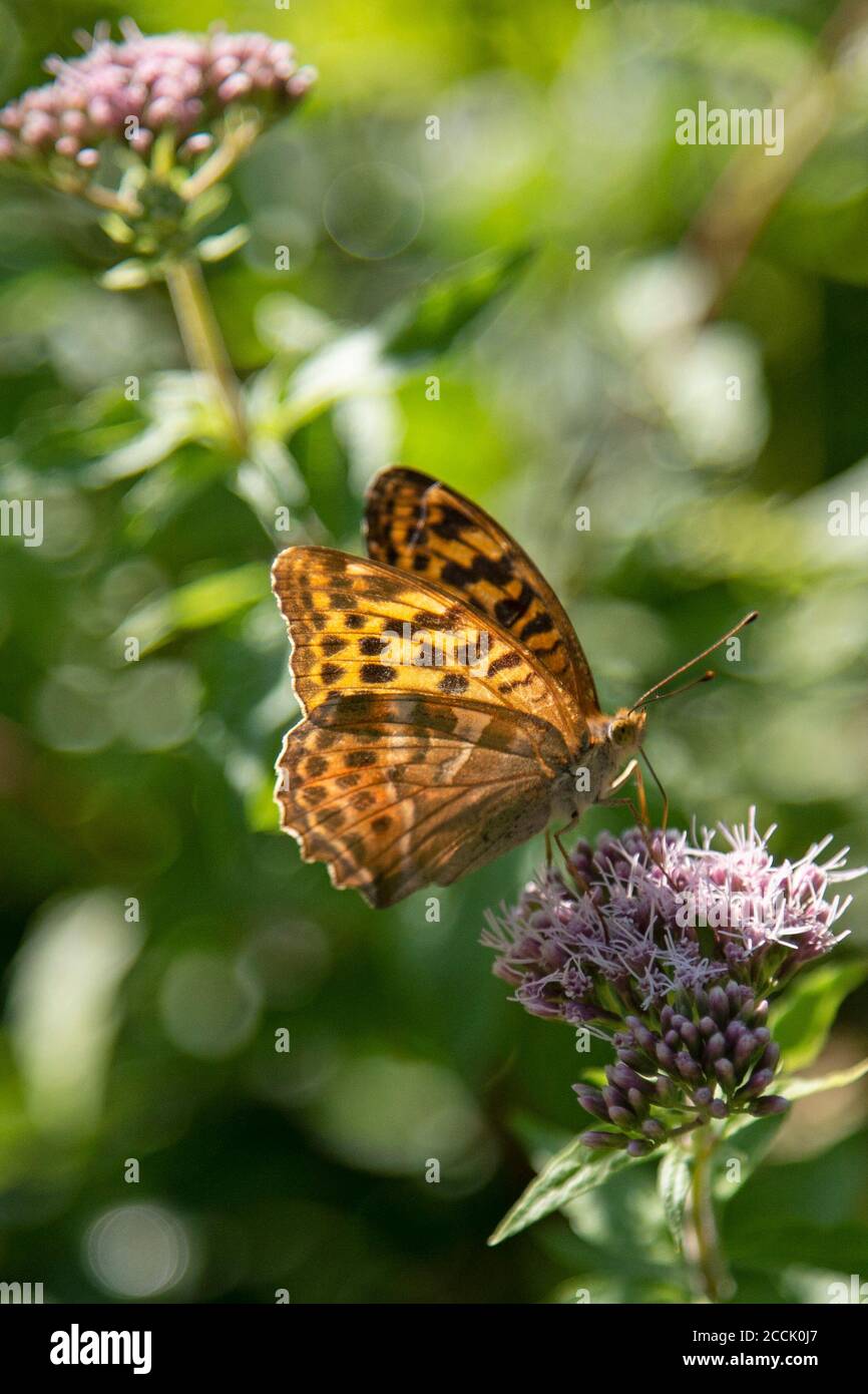 Hespérie à carreaux, Carterocephalus Palaemon, papillon. Photo prise en Slovénie. Banque D'Images