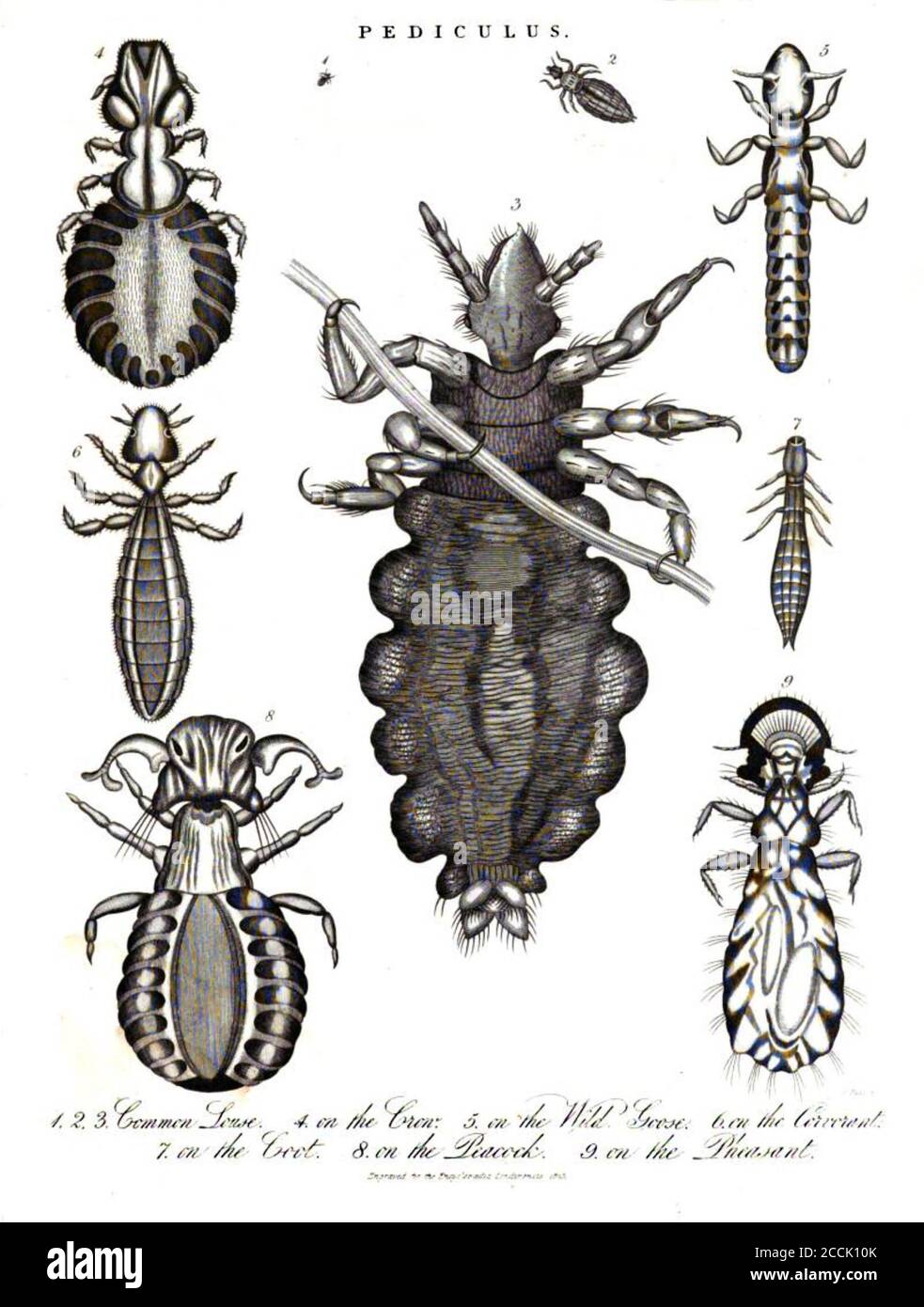 Sept espèces de coupe de Pediculus et de souris Copperplate gravure de l'Encyclopédie Londinensis Or, Dictionnaire universel des arts, des sciences et de la littérature; Volume XIX; édité par Wilkes, John. Publié à Londres en 1823 Banque D'Images