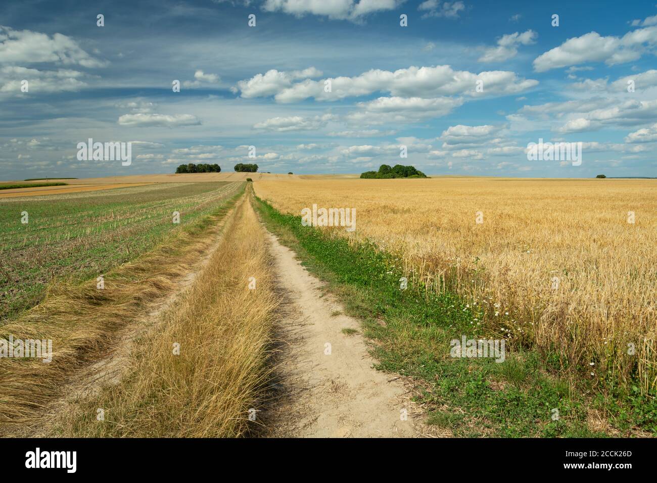Une route de terre à travers les champs et les nuages blancs sur bleu ciel Banque D'Images