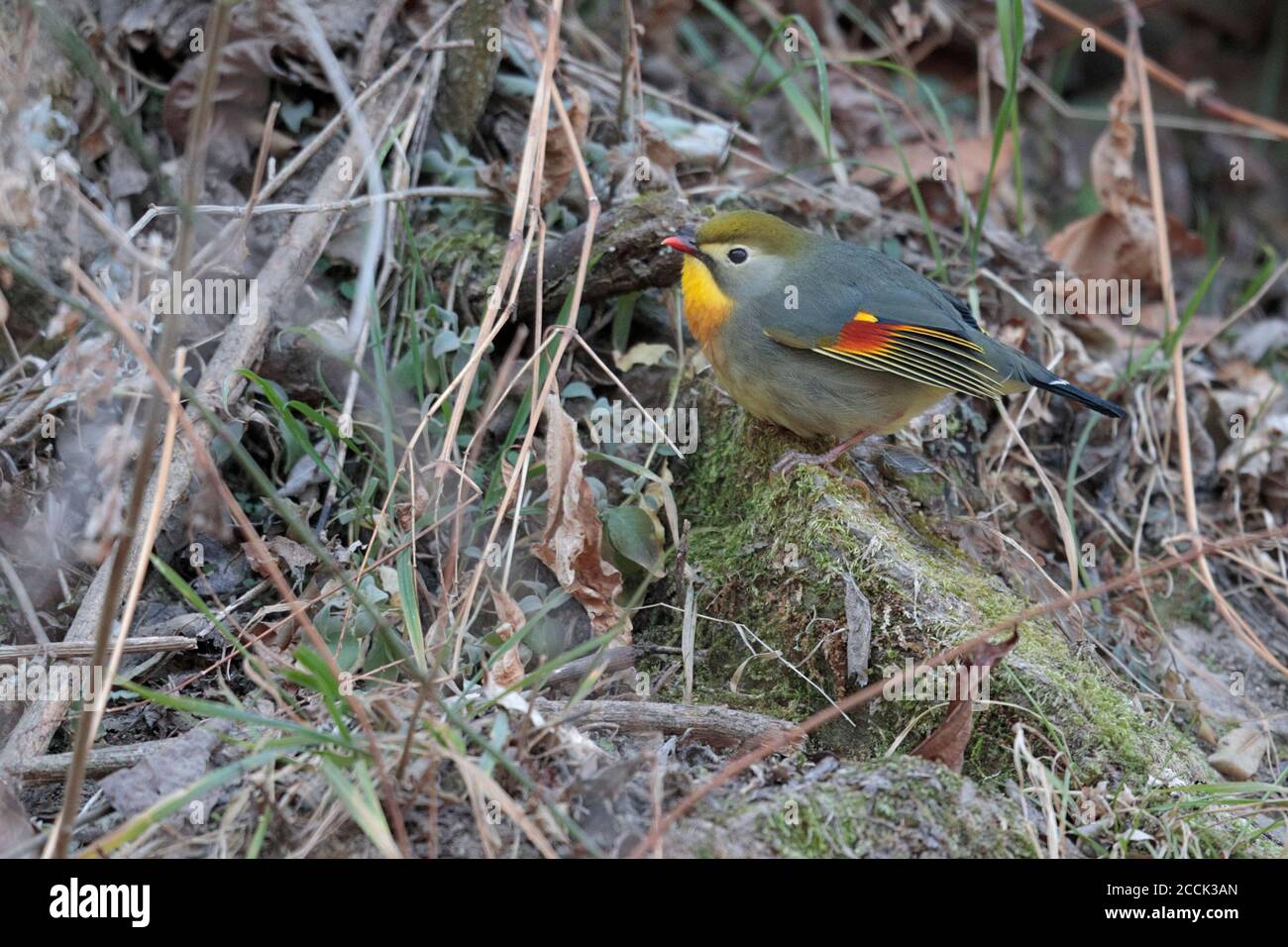 Leiothrix à bec rouge (Leiothrix lutea), Tangjiahe NNR, Sichuan, Chine 10 février 2018 Banque D'Images
