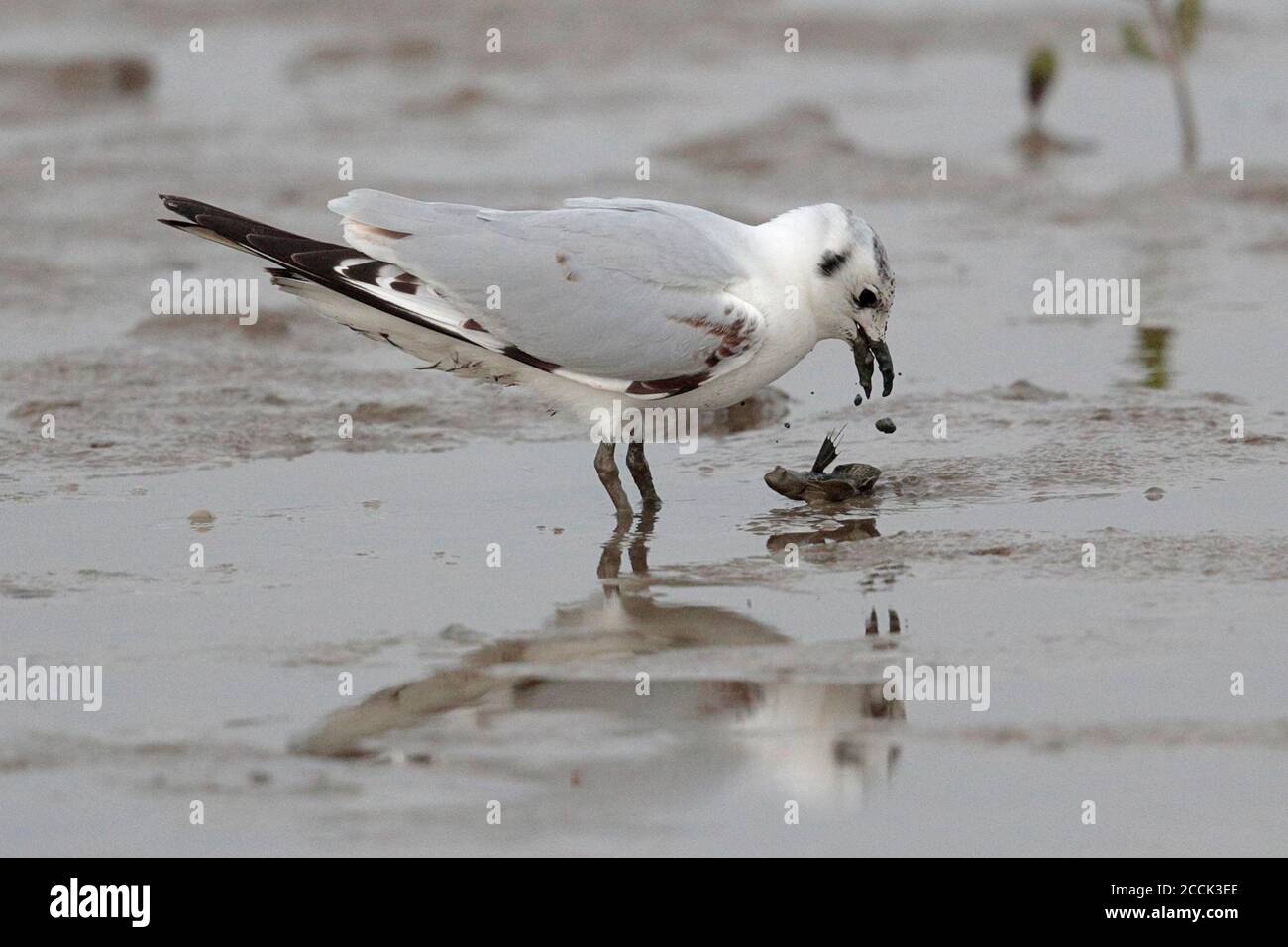 Saunders's Gull (Chericocephalus saundersi), coulisre de Deep Bay à la réserve naturelle de Mai po, New Territories, Hong Kong, Chine 22 novembre 2018 Banque D'Images