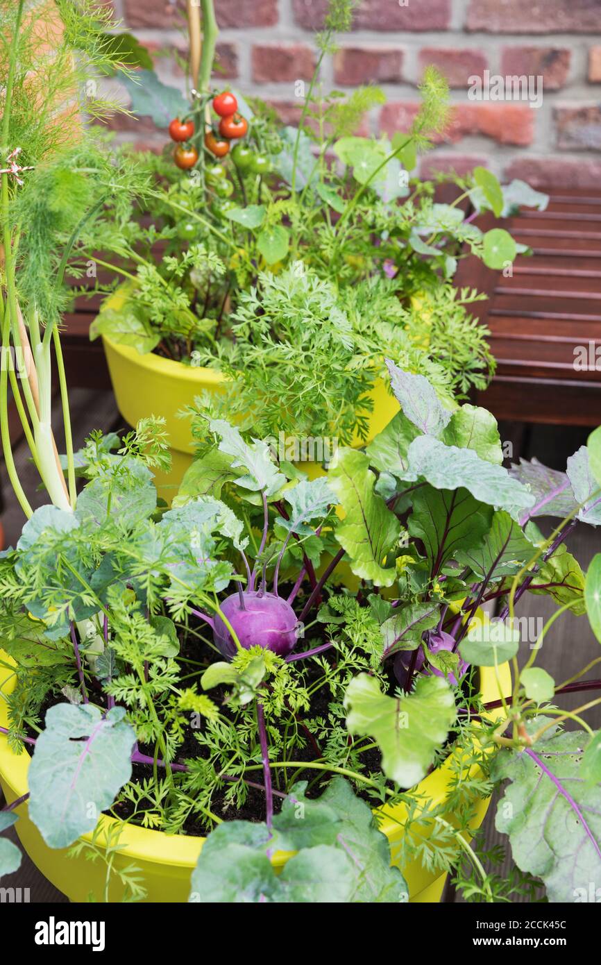 Légumes poussant dans des pots de plantes en plastique recyclé sur le balcon Banque D'Images