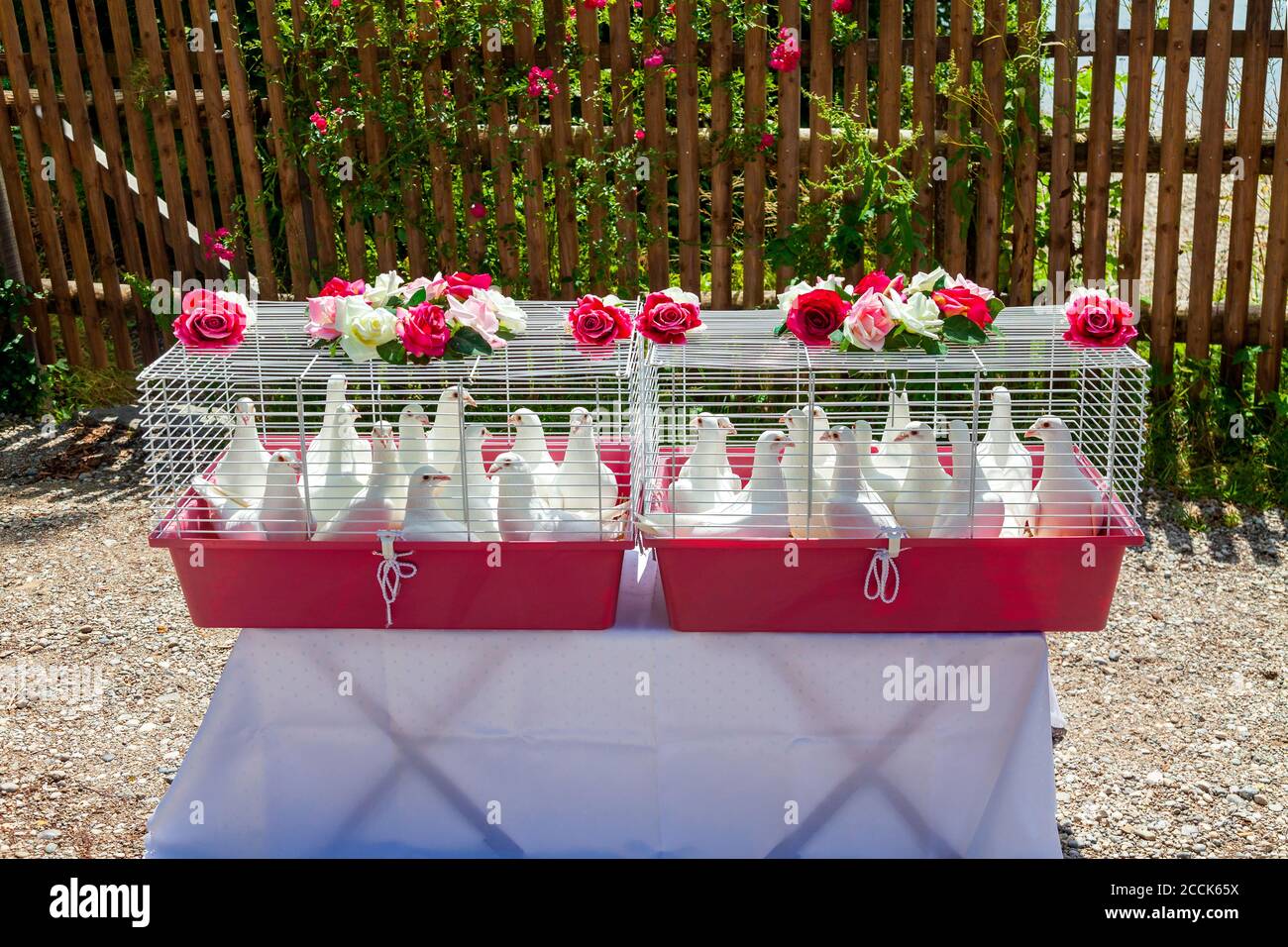 Cages avec colombes blanches préparées pour la célébration de mariage Banque D'Images