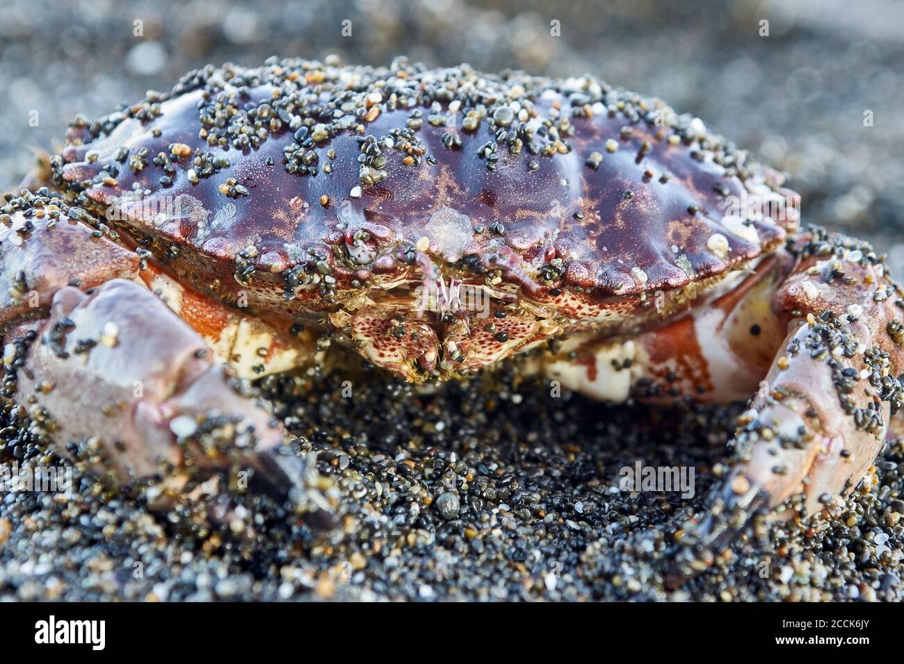 crabe rouge sur la plage de fort bragg en californie Banque D'Images