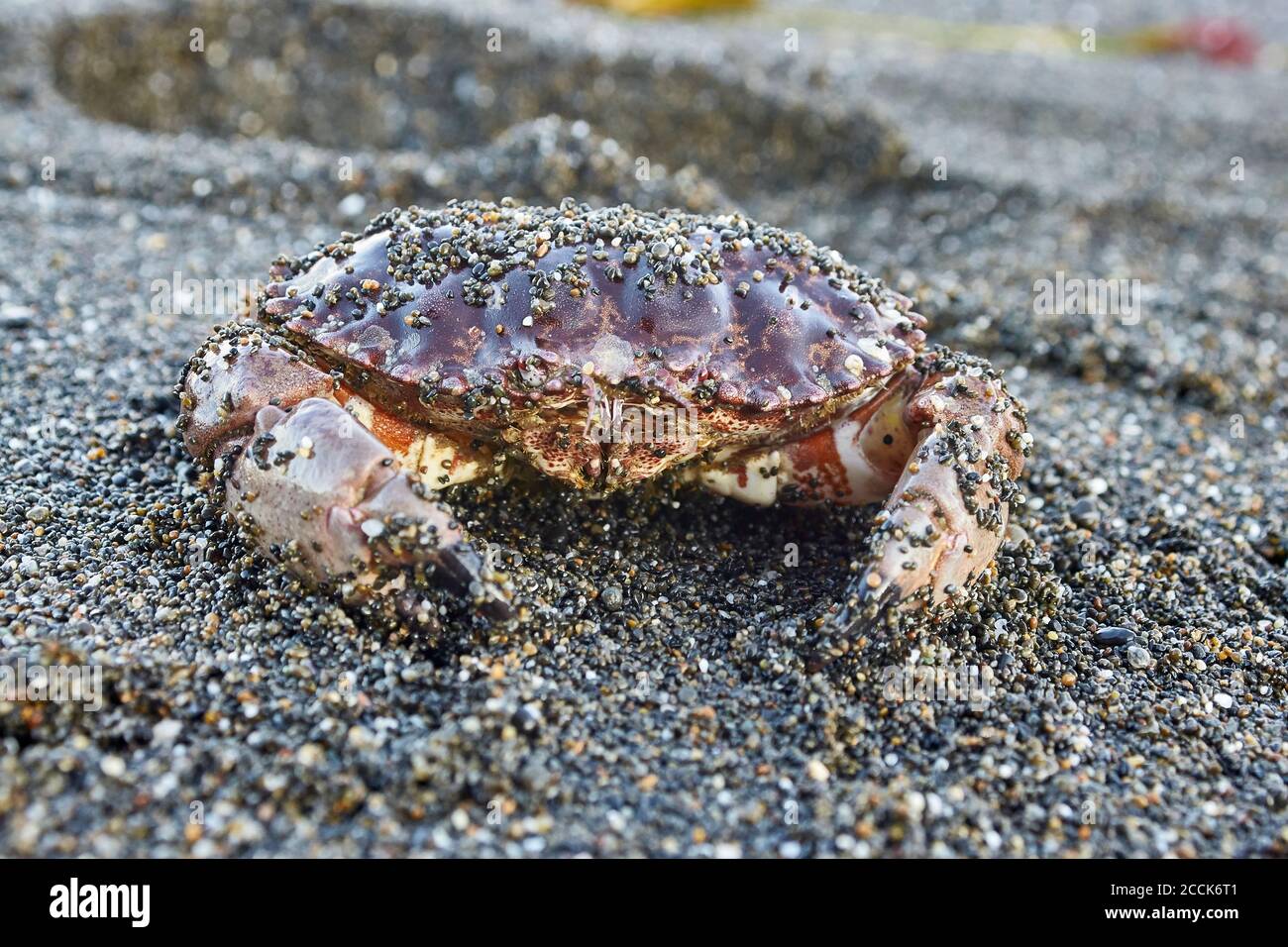 crabe rouge sur la plage de fort bragg en californie Banque D'Images